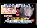 Download Lagu Suara pengusir tikus langsung mati | Rat and Cockroach trap