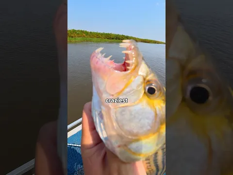 I Caught an African Tiger Fish with Tiger Fishβ¦ ππ£