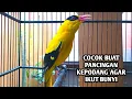 Download Lagu Kepodang emas gacor | Suara kepodang gacor ini bisa di jadikan pancingan kepodang malas bunyi