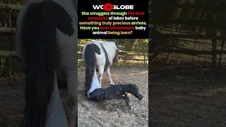 She Lay Down… and Suddenly There Were TWO! 🥹🐴💗