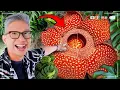 Download Lagu HARUS BISA BERFOTO DENGAN TANAMAN INI!!