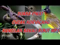 Download Lagu SUARA PIKAT CUCAK KURINCANG KANCILAN BAKAU RIBUT MP3 @ekobirdchanel2561