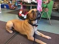 Babs - Mastiff x Labrador