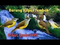 Suara pikat burung kapas tembak ribut suara mantap gacor Mp3