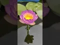 Download Lagu water lily teratai queen sirikit #waterlily #teratai