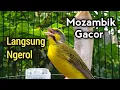 Masteran mozambik gacor ampuh bikin mozambik gacor ngerol