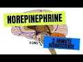2-Minute Neuroscience Norepinephrine