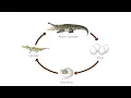 Crocodile Lifecycle