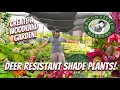 The BEST Deer Resistant Shade Perennials to Plant NOW