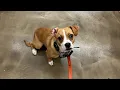 Lelu - 5 month old Mix 2-Week Board and Train Pittsburgh
