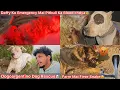 Lagu DogoArgintino Dog Rescue Krna Gye🐶Daffy Ko Pitbul Ka Blood Chdvya😢Dog Farm M Snake Hai😰Jacky Attack😡
