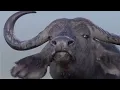 Brian May & Kerry Ellis - Born Free (Cecil's Version)