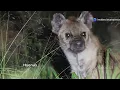 Download Lagu Hyenas: The Misunderstood Masters of Survival | Predators, Matriarchs \u0026 Myth-Breakers