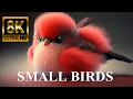 Download Lagu Small BIRDS 8K ULTRA HD with Names and Sounds