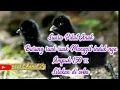 Download Lagu Suara Pikat,#Anak burung ruak ruak, Memanggil ayah/ ibu nya,