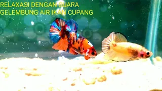 Download RELAXASI DENGAN GELEMBUNG SUARA AIR DAN IKAN CUPANG#relaxasi MP3