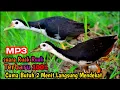 Download Lagu Suara pikat ruak ruak betina MP3 terbaru