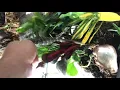 Invasive Tokay gecko Miami Florida