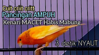 kenari gacor cuit cuit birahi buka sayap ini 100 langsung direspon kenari macet bunyi dijamin work