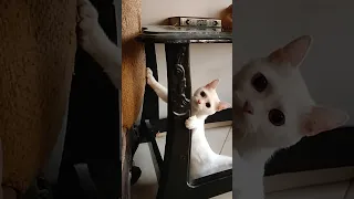 اصحي يا شلبي اقصد اصحي يا سمسم 