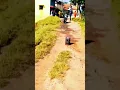 Download Lagu Amazing bomb blast 😂💣💥#shorts #viral #amazing #explore #trending