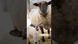 حوار بين خروف و امه قبل عيد الاضحى 