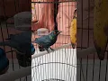 Download Lagu BURUNG SEREM MATA MERAH BULU HITAM-SI CUCAK KELING🦆