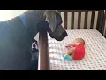 Download Lagu Dog Couldn't Wait To Meet His Baby Sister For The First Time