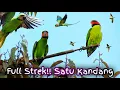 Lagu Burung Betet Antri Hinggap di Pohon Tajur Pulut Lidi