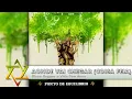 Ponto de Equilíbrio - Aonde Vai Chegar (Coisa Feia)
