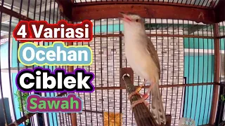 ocehan ciblek sawah empat variasi