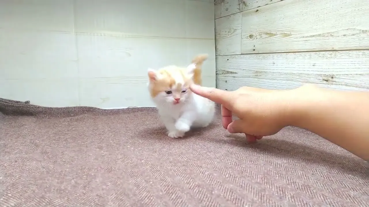 動画