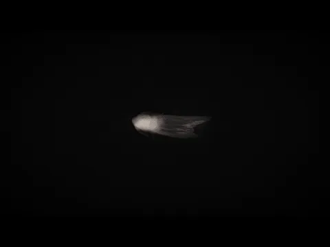 The Metamorphosis - Trailer
