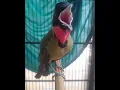 Download Lagu BURUNG ajaib!! bisa menirukan berbagai suara#short