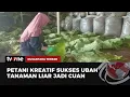 Download Lagu Tembakau Alternatif Berbahan Daun Talas Beneng | Nusantara Terkini tvOne