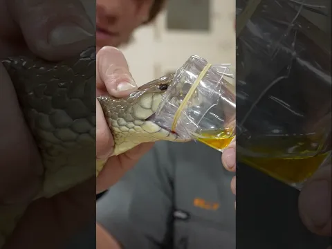 Top 10 Most Venomous Snakes On Earth