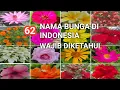62 Jenis bunga A - Z yang wajib diketahui dan sering dijumpai lengkap dengan nama ilmiahnya