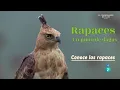 Download Lagu Aves Rapaces: Garras del Viento | Conoce las Rapaces ▪️ Documental aves rapaces supersentidos