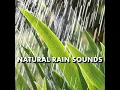 Sharp Night Pouring Rain Sounds