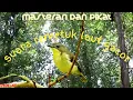 Download Lagu suara remetuk laut merdu cocok buat masteran dan pikat