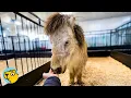 Download Lagu Woman Saves Neglected Horse and Discovers She’s Not Alone