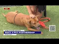 Nashville Pet Project MACC and PCC partnership