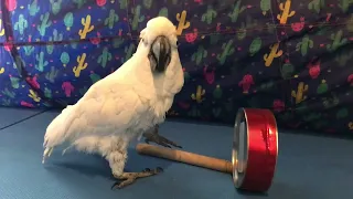 Cockatoo Bonks Himself In The Beak 