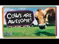 4 Reasons Cows are Awesome Animal Science for Kids