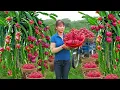 Lagu TIMELAPSE -- Single Mom Harvest 1000+ Dragon Fruit Go to Market Sell, Weeding The Banana Garden