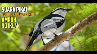 Download Suara pikat burung kapasan kemiri ampuh cocok buat masteran MP3