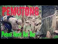 Download Lagu PEMUTONG || Petani Penyadap Karet || Kal-Bar ||