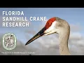 In the Field with Florida Sandhill Crane Avian Research Biologists