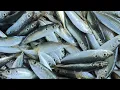 Download Lagu Ikan selor kuning selayang isi keropok \u0026 rutin harian nelayan mencari rezeki