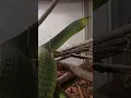 Download Lagu Boomslang snake vs Grey headed shrike bird #animals #facts #wildlife
